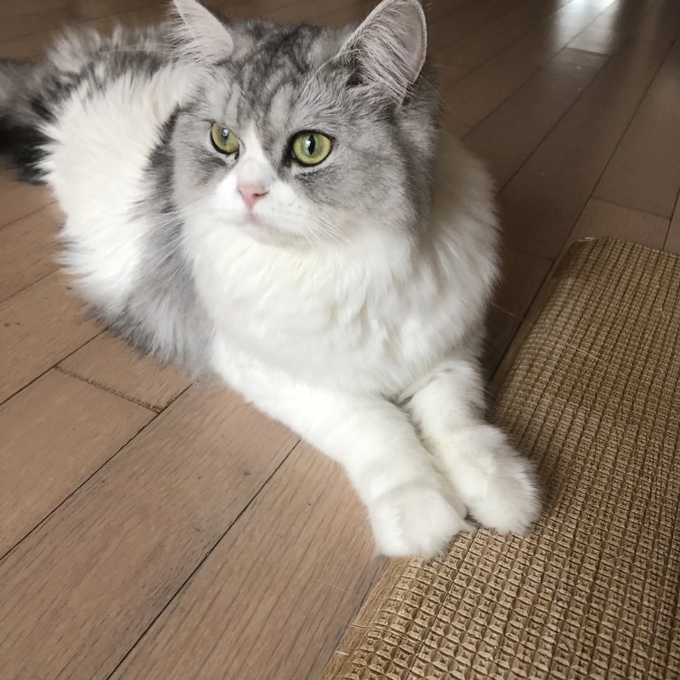 쑤갱